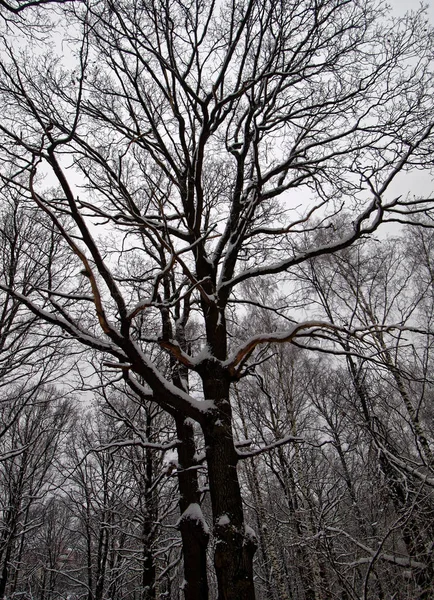 Parque de invierno en Moscú — Foto de Stock