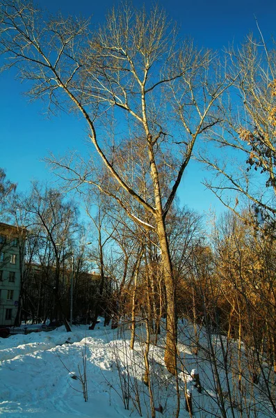 Um dia de inverno claro em Moscou — Fotografia de Stock
