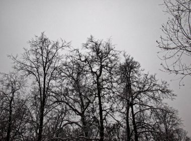 Moskova 'daki kış parkı