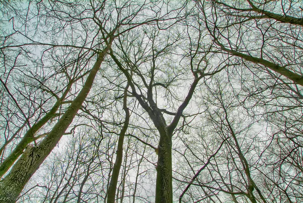 Le ciel dans un parc de Moscou — Photo