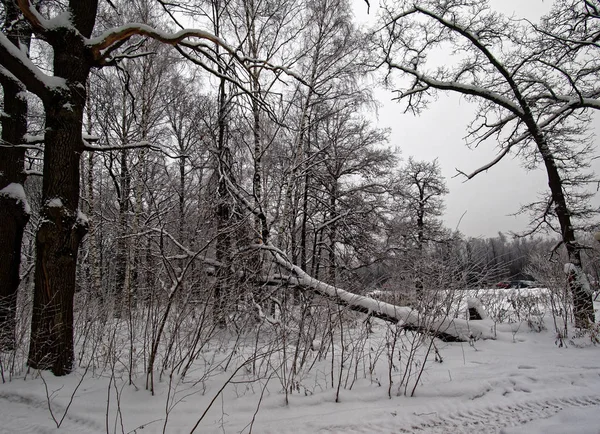 Winterpark in Moskau — Stockfoto