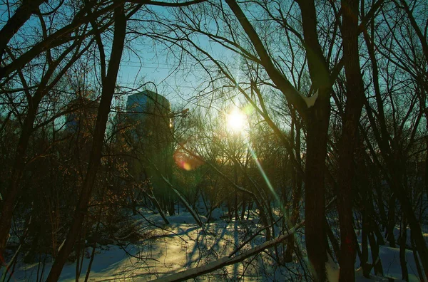 Parc de Moscou par une journée d'hiver claire — Photo