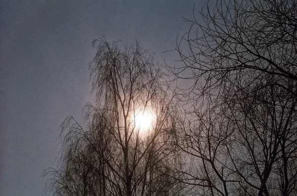 Сонце в деревах — стокове фото