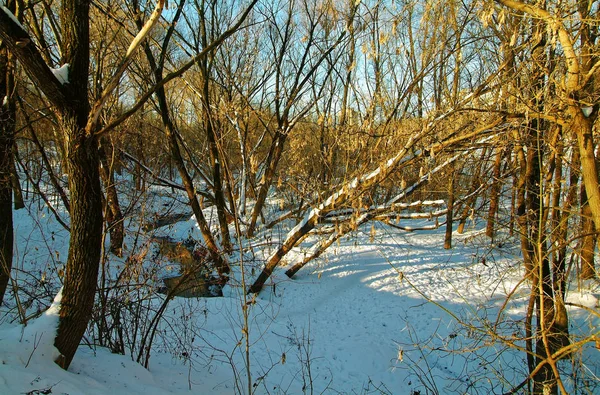 Moskiewskiego Parku na dzień jasne zimowe — Zdjęcie stockowe