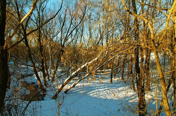 Parque de Moscú en un día claro de invierno — Foto de Stock
