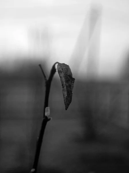 Hoja del año pasado en un árbol —  Fotos de Stock