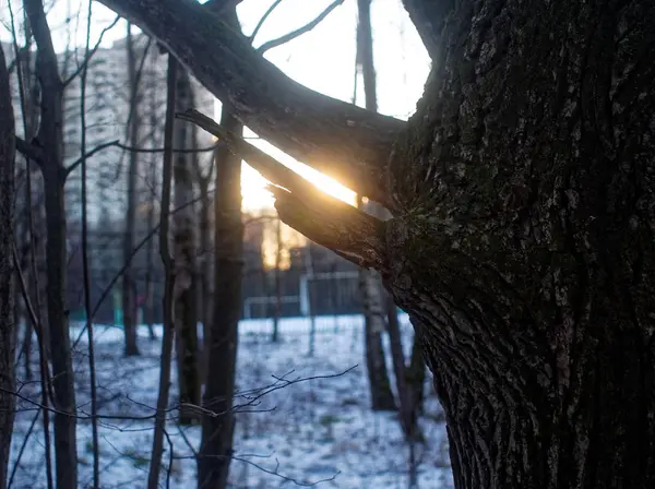 Morgon i parken i vinter — Stockfoto