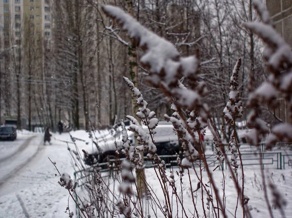 Hierba cubierta de nieve en el Parque — Foto de Stock