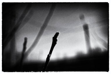 Gökyüzü, siyah ahşap Bud ve