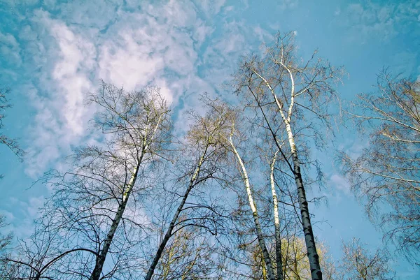 Břízy na jaře na pozadí modré oblohy — Stock fotografie