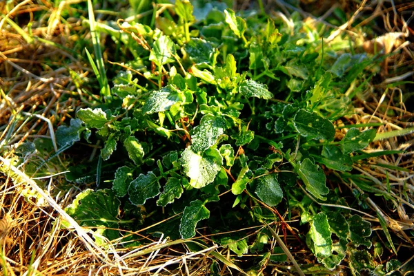 庭の草が霜で覆われて — ストック写真