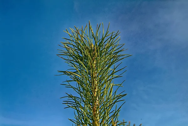 Spruce branch on a background blue sky — Stock Photo, Image