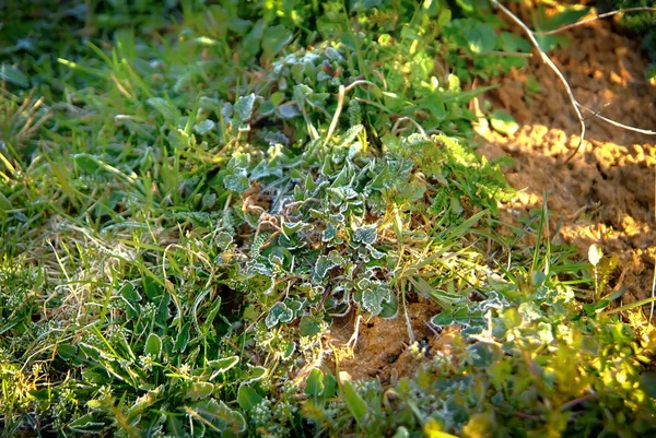 A grama no jardim, coberta com geada — Fotografia de Stock