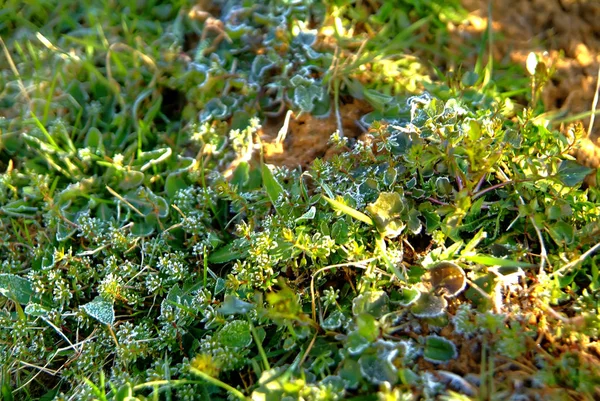 Трава в саду, покрытая морозом — стоковое фото