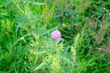 Yaz aylarında prickle çiçek 