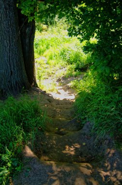bir huş ormanı bahar yolu