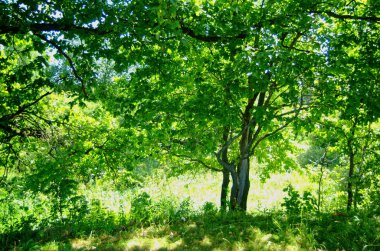bir huş ormanı bahar yolu