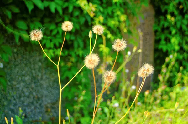 Dandelion grew up near a stone fence — Stock Photo, Image