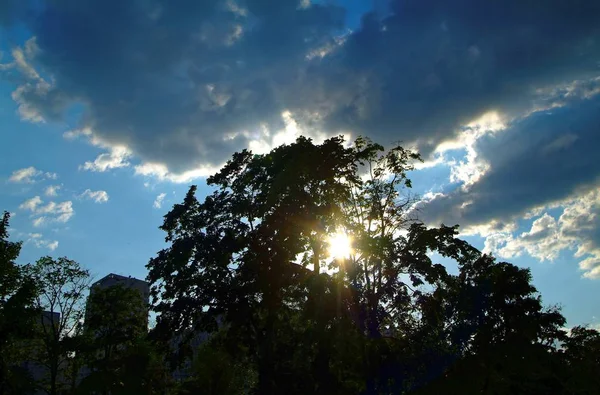 Solen strålar igenom trädet kronan i sommar — Stockfoto