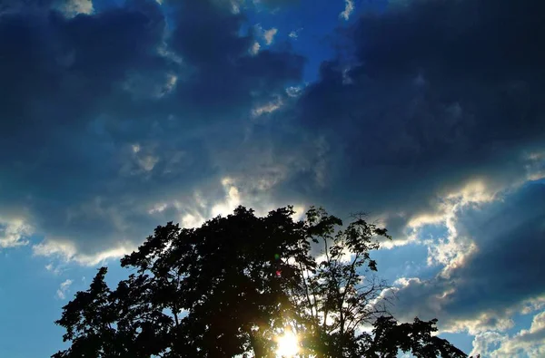 Solen strålar igenom trädet kronan i sommar — Stockfoto