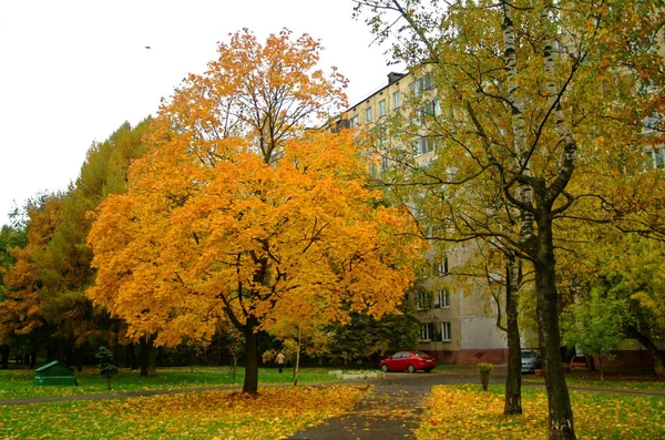 Zářivě žluté listí na podzim v parku — Stock fotografie