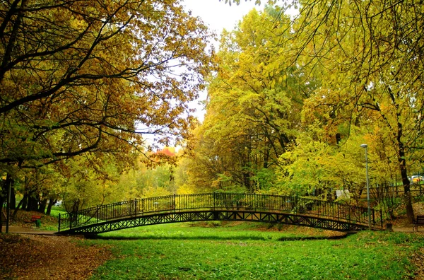 Follaje amarillo brillante en otoño en el Parque — Foto de Stock