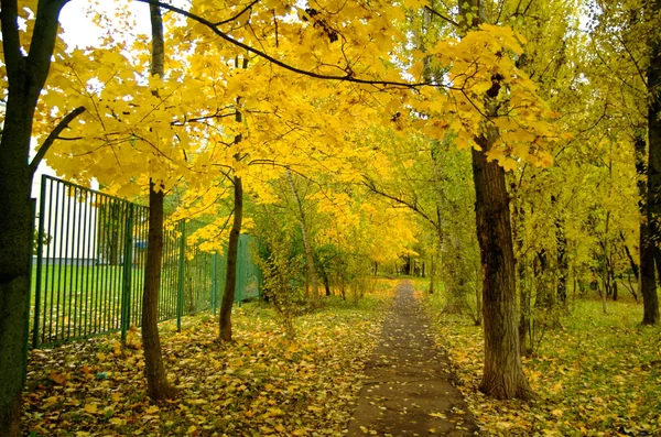 Follaje amarillo brillante en otoño en el Parque — Foto de Stock