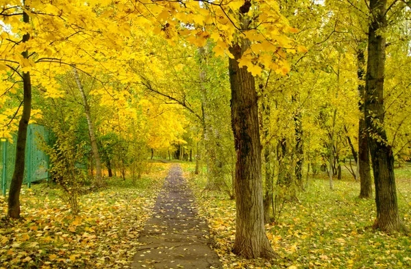 Bright yellow foliage in autumn in the Park — Stock Photo, Image