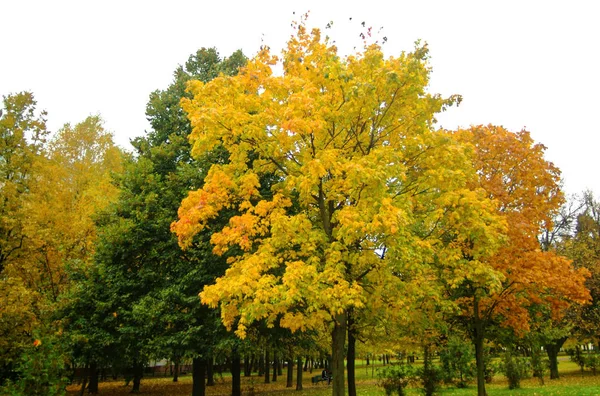 Parlak sarı yapraklar sonbaharda Park — Stok fotoğraf