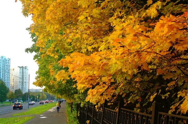 Follaje amarillo brillante en otoño en el Parque — Foto de Stock