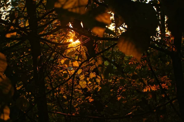 Folhagem amarela brilhante no outono no parque — Fotografia de Stock