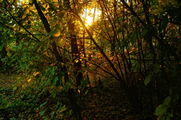 Leuchtend gelbes Laub im Herbst im Park — Stockfoto