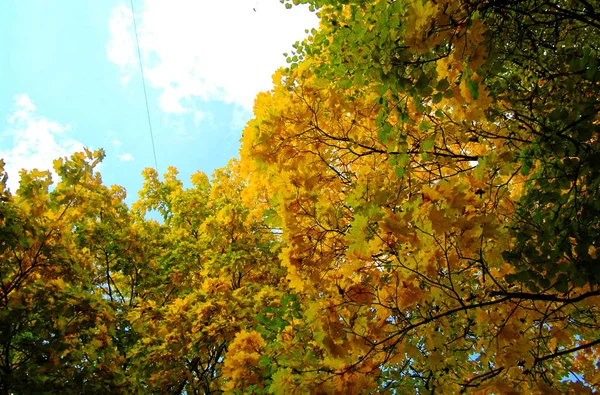 Яскраво-жовте листя восени в парку — стокове фото