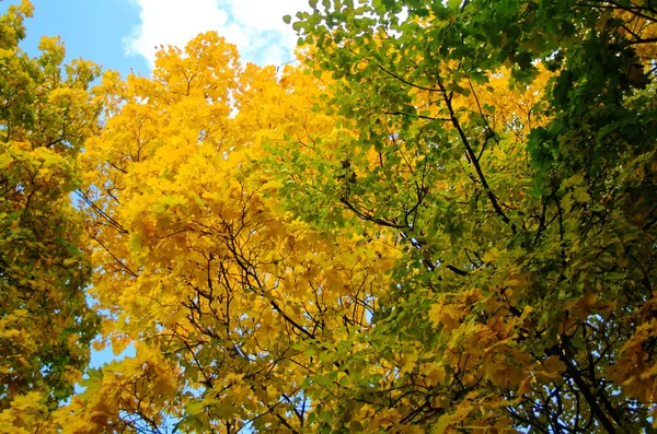 Яскраво-жовте листя восени в парку — стокове фото