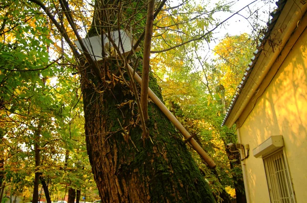 Лопата уборщика на дереве осенью — стоковое фото