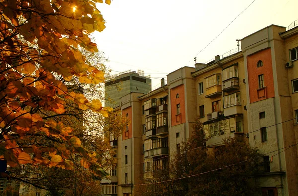 Fogliame giallo vivo di un albero nel cortile di impianto — Foto Stock