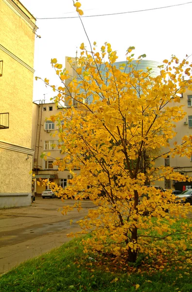 식물의 야드에 있는 나무의 밝은 노란색 단풍 — 스톡 사진