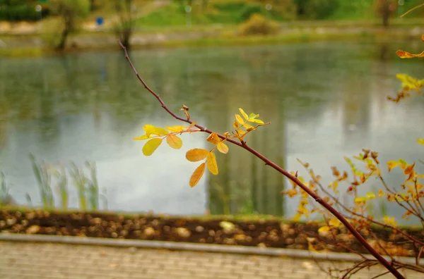 Estanque en otoño Parque en Moscú — Foto de Stock