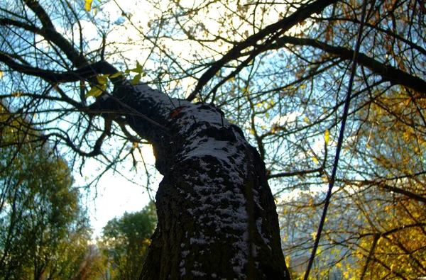 První sníh na břízu — Stock fotografie