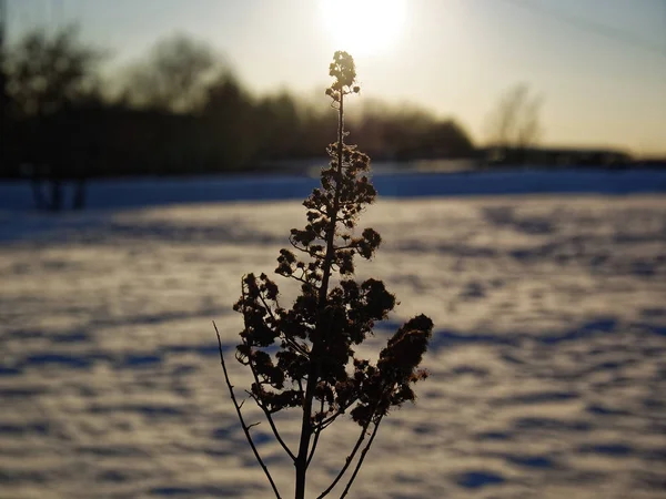 Hierba del año pasado contra el cielo azul y la nieve —  Fotos de Stock