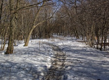 Kışın ağaçların arasından güneş ışığı
