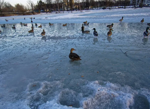 冰塘上的一群鸭子 — 图库照片