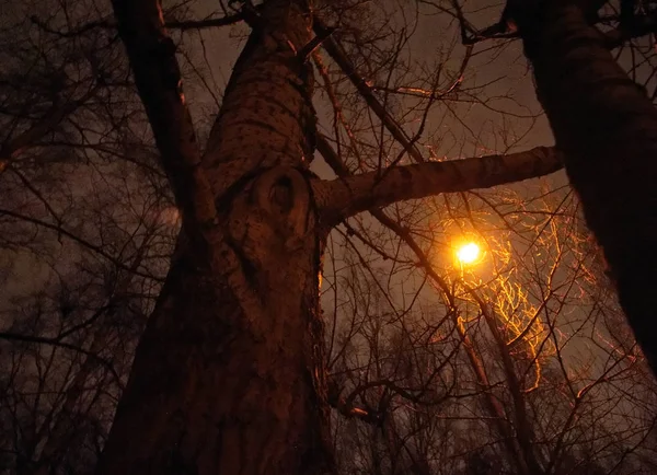 Lampione di notte in inverno — Foto Stock