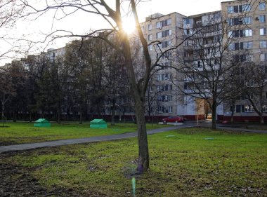 ağaç dalları bahar sayesinde güneş ışığında