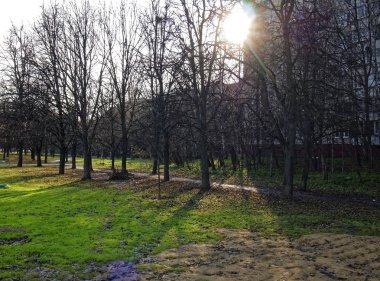 ağaç dalları bahar sayesinde güneş ışığında