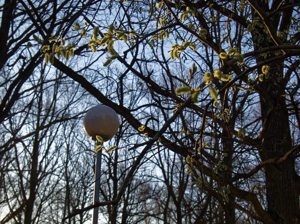 Willow knoppar våren mot den blå himlen — Stockfoto