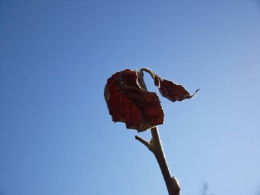 Geçen yıl baharda elma ağaçlarının yaprakları
