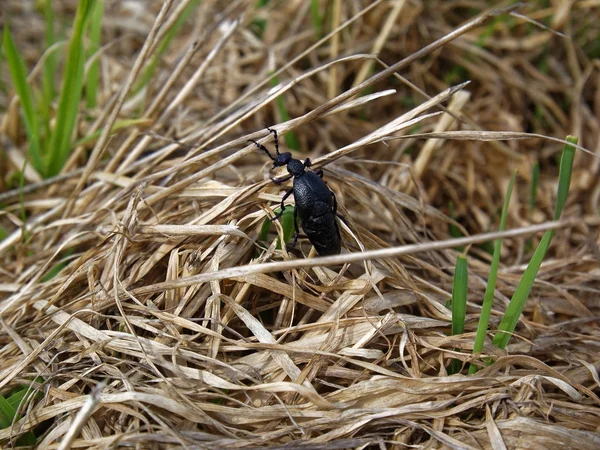 Чорний жук плаче на сухій траві навесні — стокове фото