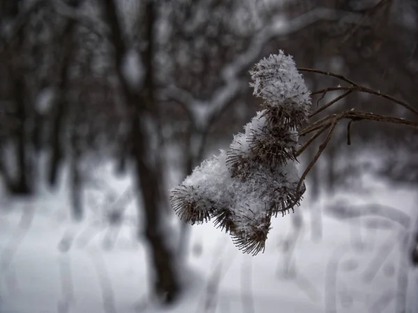 Las espinas de los cardos en la nieve —  Fotos de Stock