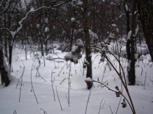 Las espinas de los cardos en la nieve —  Fotos de Stock